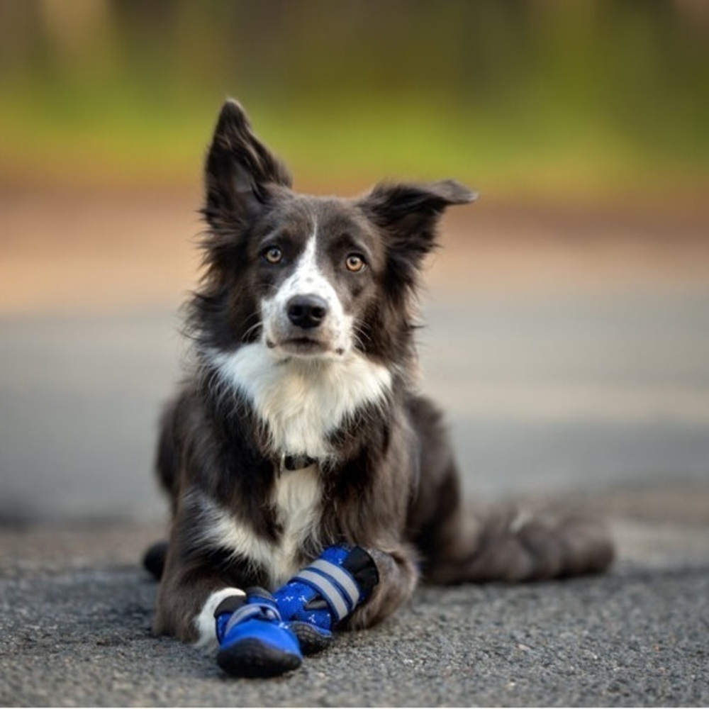 American Kennel Club Dog Boots